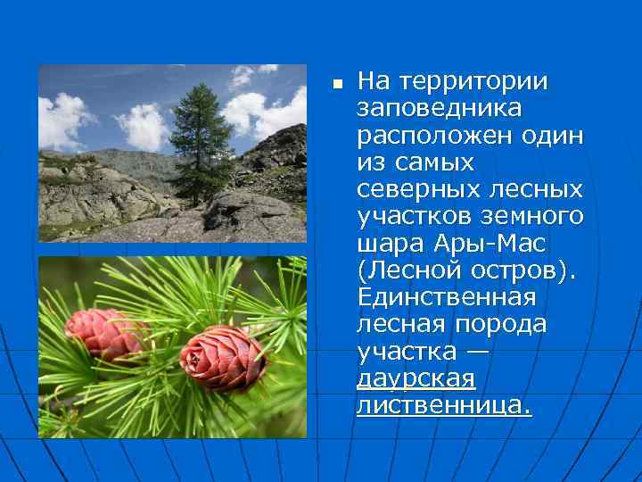 n На территории заповедника расположен один из самых северных лесных участков земного шара Ары-Мас