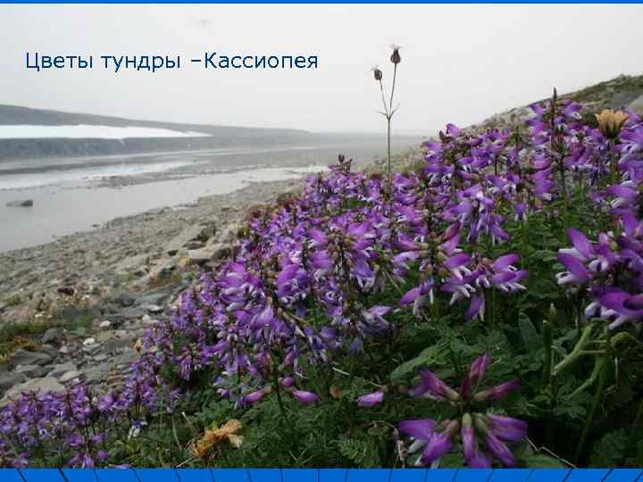 Цветы тундры –Кассиопея 