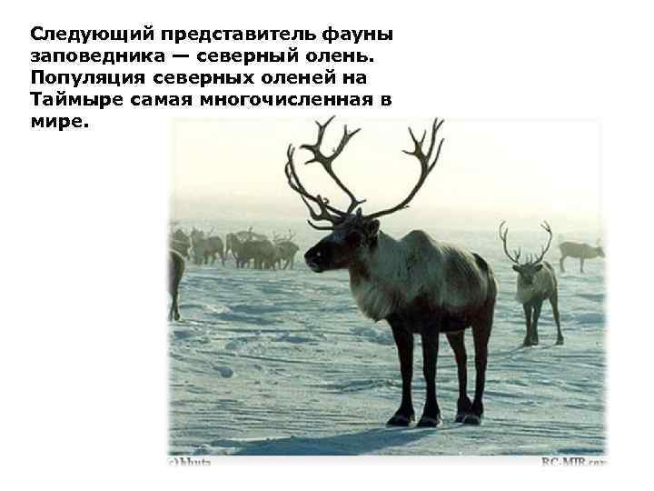 Следующий представитель фауны заповедника — северный олень. Популяция северных оленей на Таймыре самая многочисленная