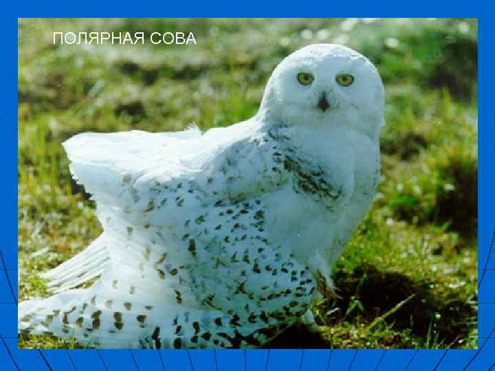 ПОЛЯРНАЯ СОВА 