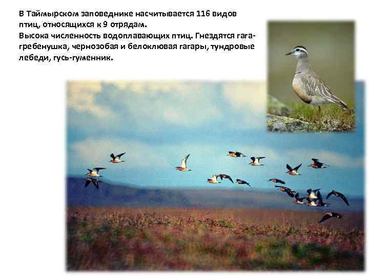 В Таймырском заповеднике насчитывается 116 видов птиц, относящихся к 9 отрядам. Высока численность водоплавающих