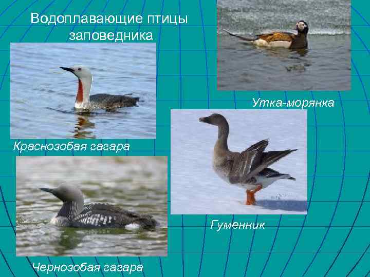 Водоплавающие птицы заповедника Утка-морянка Краснозобая гагара Гуменник Чернозобая гагара 