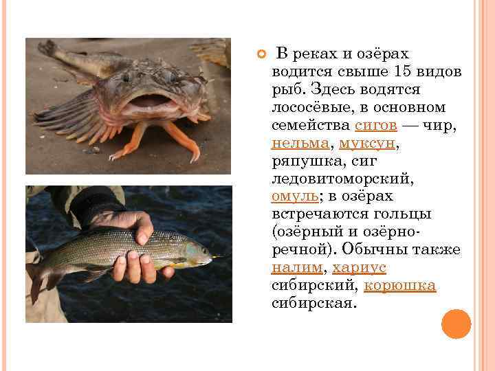  В реках и озёрах водится свыше 15 видов рыб. Здесь водятся лососёвые, в