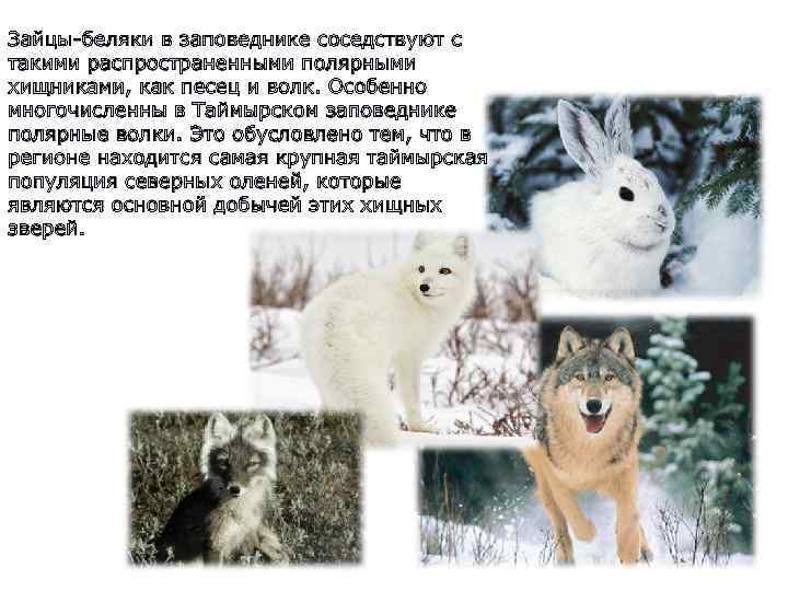 Зайцы-беляки в заповеднике соседствуют с такими распространенными полярными хищниками, как песец и волк. Особенно