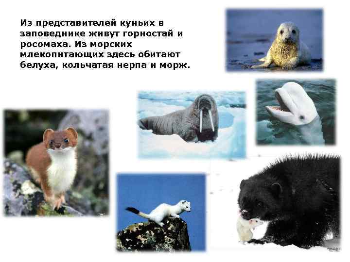 Из представителей куньих в заповеднике живут горностай и росомаха. Из морских млекопитающих здесь обитают