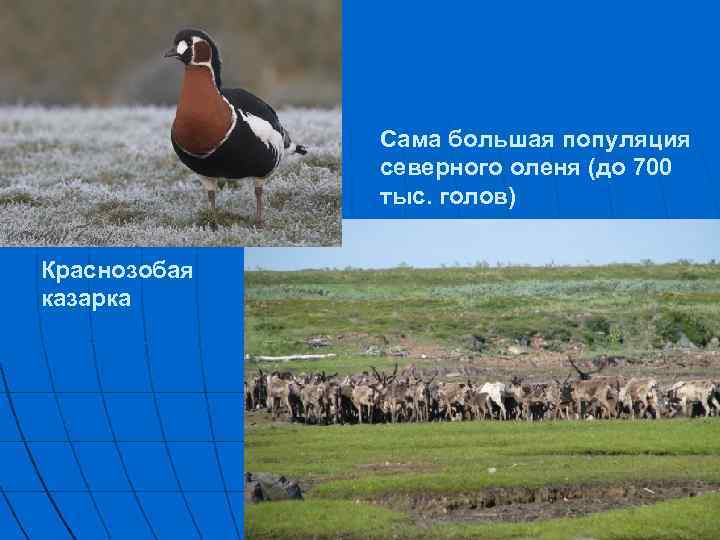 Сама большая популяция северного оленя (до 700 тыс. голов) Краснозобая казарка 