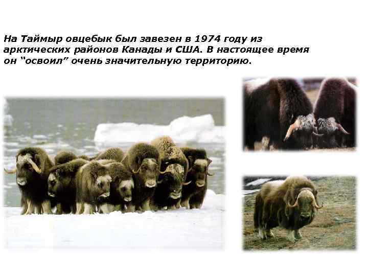 На Таймыр овцебык был завезен в 1974 году из арктических районов Канады и США.