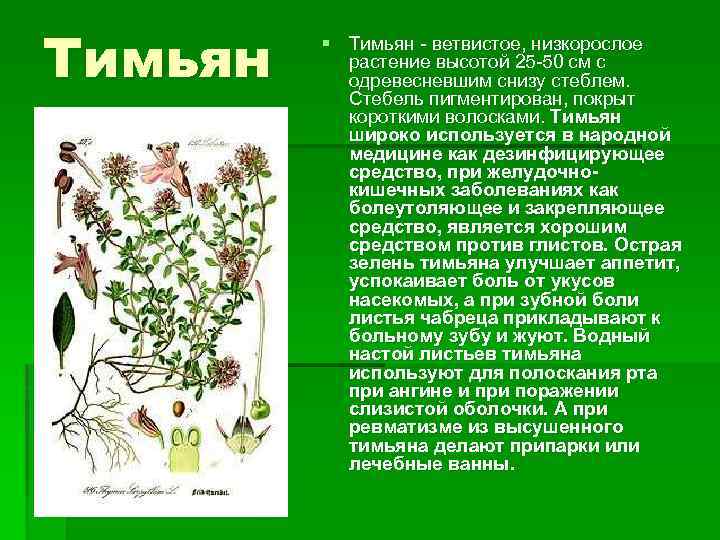 Тимьян или чабрец в чем разница. Стебли тимьяна ползучего. Чабрец лекарственное растение. Стебель чабреца. Тимьян описание растения.