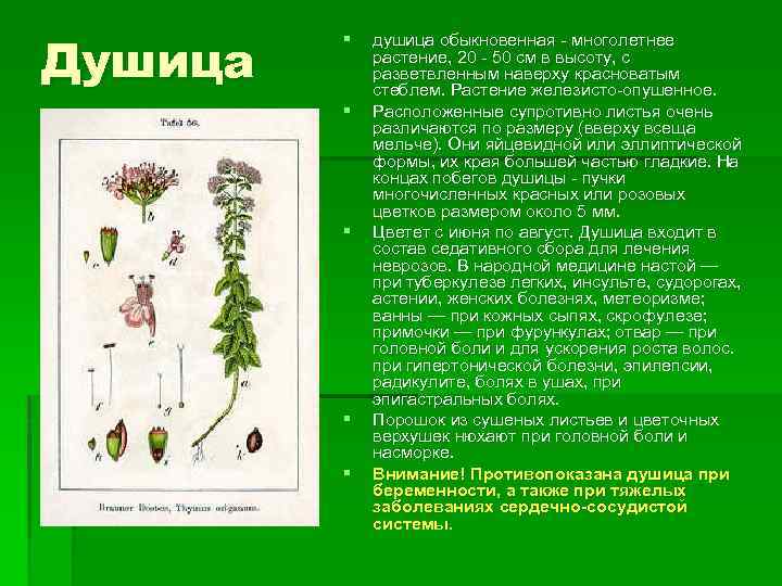 Душица § § § душица обыкновенная - многолетнее растение, 20 - 50 см в