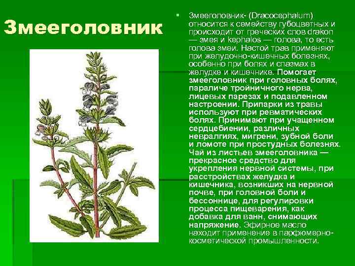 Змееголовник § Змееголовник- (Dracocephalum) относится к семейству губоцветных и происходит от греческих слов drakon