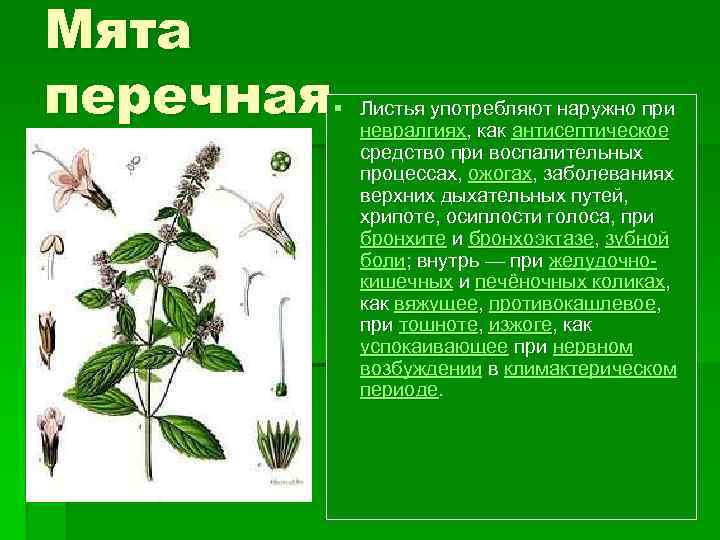 Мята перечная § Листья употребляют наружно при невралгиях, как антисептическое средство при воспалительных процессах,