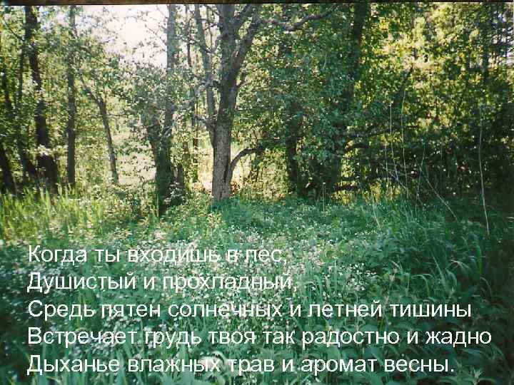 Когда ты входишь в лес, Душистый и прохладный, Средь пятен солнечных и летней тишины
