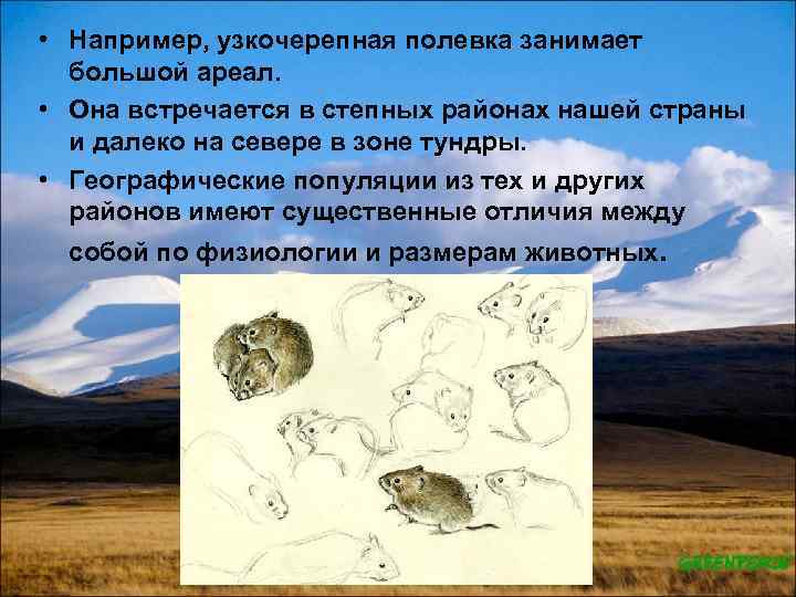  • Например, узкочерепная полевка занимает большой ареал. • Она встречается в степных районах