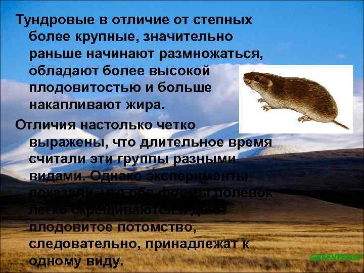 Тундровые в отличие от степных более крупные, значительно раньше начинают размножаться, обладают более высокой