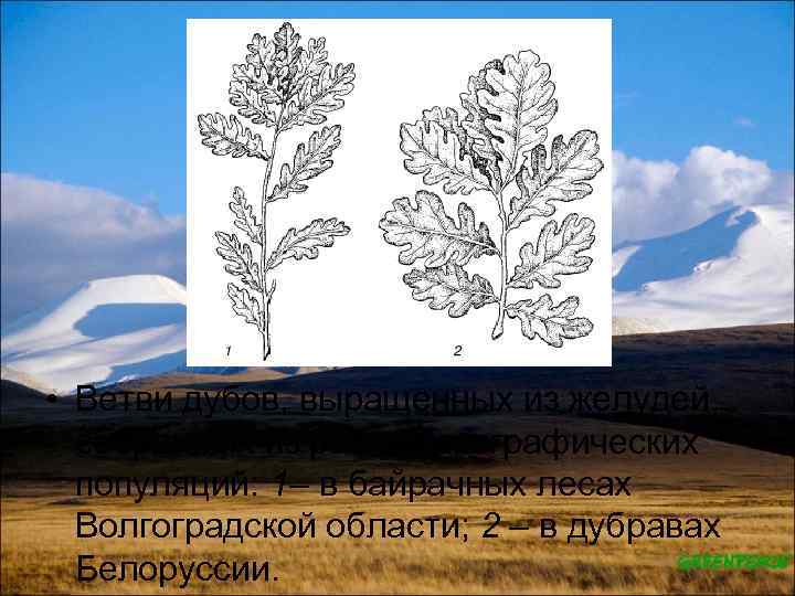  • Ветви дубов, выращенных из желудей, собранных из разных географических популяций: 1– в