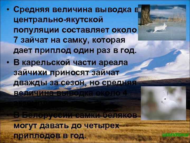  • Средняя величина выводка в центрально якутской популяции составляет около 7 зайчат на