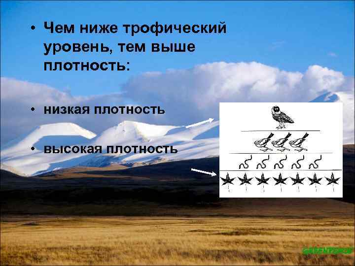  • Чем ниже трофический уровень, тем выше плотность: • низкая плотность • высокая
