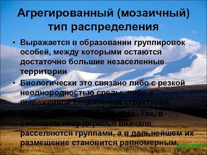 Агрегированный (мозаичный) тип распределения • Выражается в образовании группировок особей, между которыми остаются достаточно