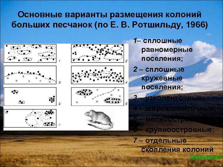 Основные варианты размещения колоний больших песчанок (по Е. В. Ротшильду, 1966) 1– сплошные равномерные