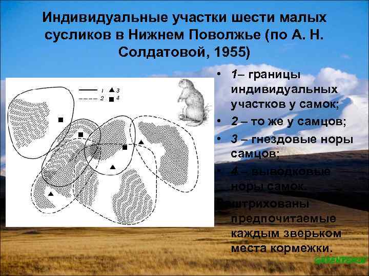 Индивидуальные участки шести малых сусликов в Нижнем Поволжье (по А. Н. Солдатовой, 1955) •