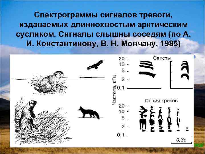 Спектрограммы сигналов тревоги, издаваемых длиннохвостым арктическим сусликом. Сигналы слышны соседям (по А. И. Константинову,