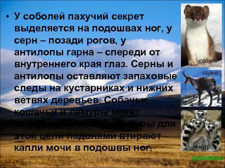  • У соболей пахучий секрет выделяется на подошвах ног, у серн – позади