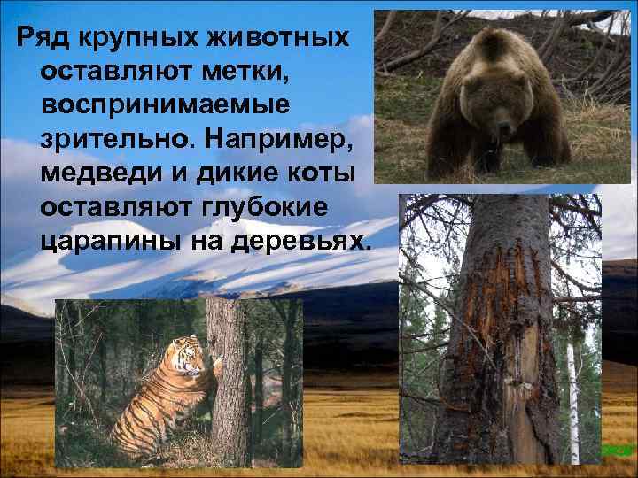 Ряд крупных животных оставляют метки, воспринимаемые зрительно. Например, медведи и дикие коты оставляют глубокие