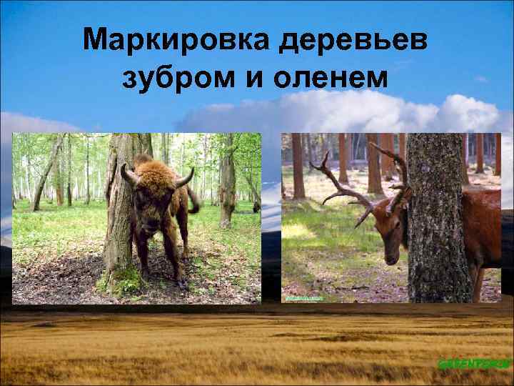 Маркировка деревьев зубром и оленем 