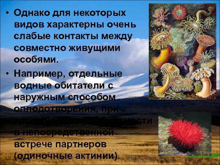  • Однако для некоторых видов характерны очень слабые контакты между совместно живущими особями.