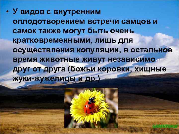  • У видов с внутренним оплодотворением встречи самцов и самок также могут быть