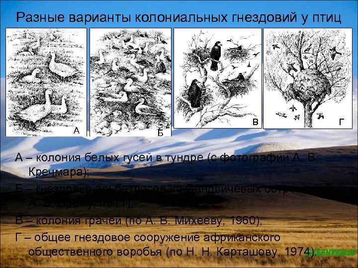 Разные варианты колониальных гнездовий у птиц А В Б А – колония белых гусей