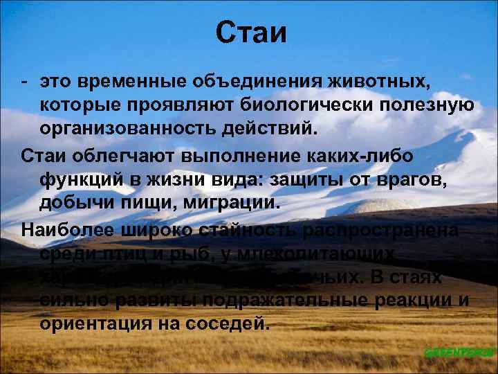 Стаи - это временные объединения животных, которые проявляют биологически полезную организованность действий. Стаи облегчают