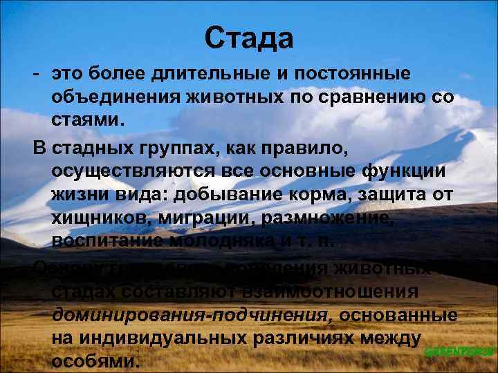 Стада - это более длительные и постоянные объединения животных по сравнению со стаями. В