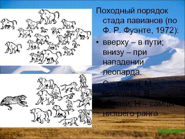 Походный порядок стада павианов (по Ф. Р. Фуэнте, 1972): • вверху – в пути;