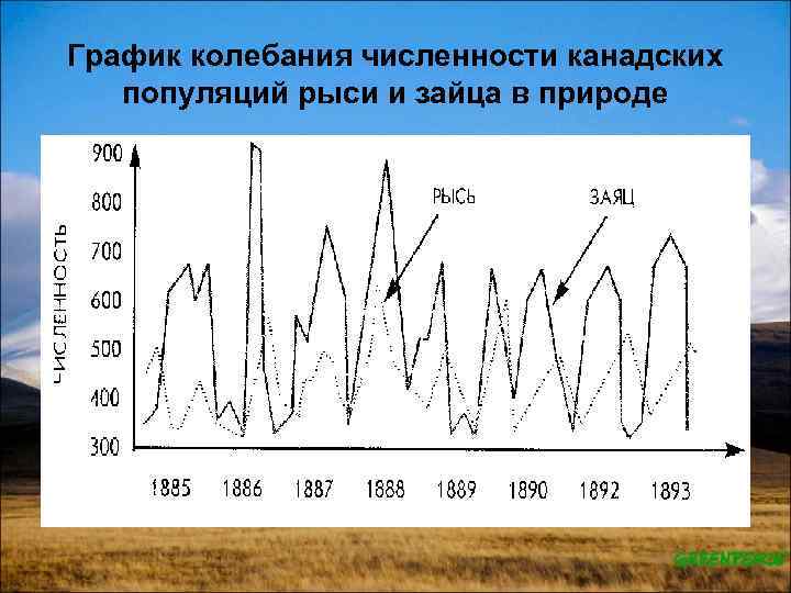 Колебания численности популяции презентация