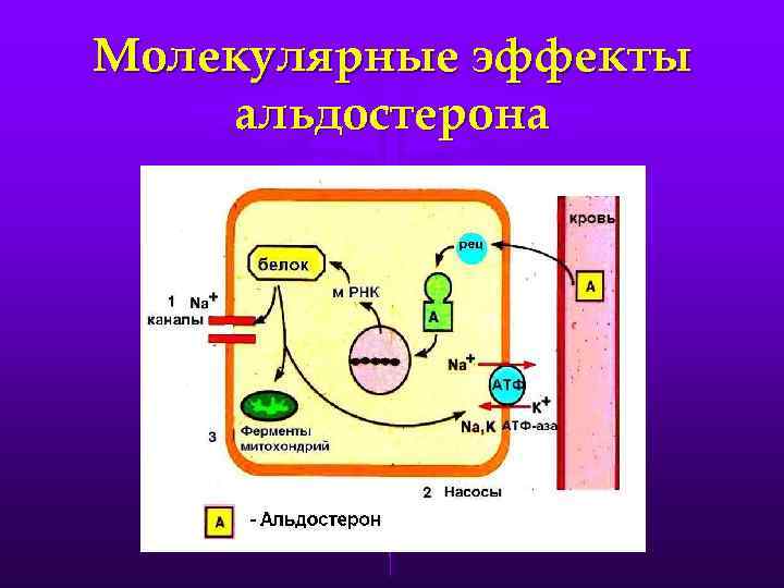 Молекулярные эффекты альдостерона 