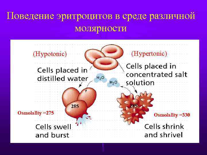 Поведение эритроцитов в среде различной молярности (Hypertonic) (Hypotonic) 285 Osmolality =275 285 Osmolality =330