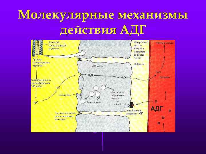 Молекулярные механизмы действия АДГ 