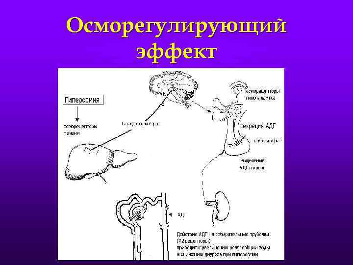 Схема регуляции водно солевого обмена