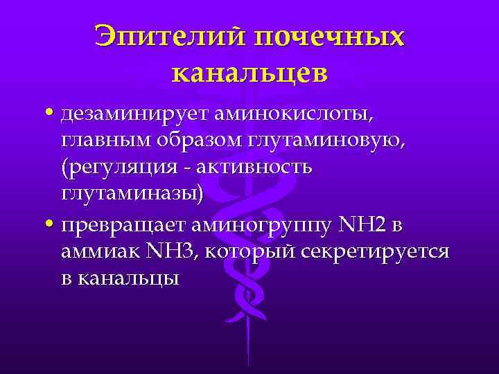 Эпителий почечных канальцев • дезаминирует аминокислоты, главным образом глутаминовую, (регуляция - активность глутаминазы) •