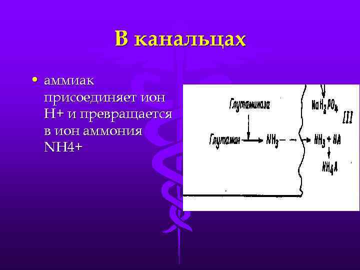 В канальцах • аммиак присоединяет ион Н+ и превращается в ион аммония NH 4+
