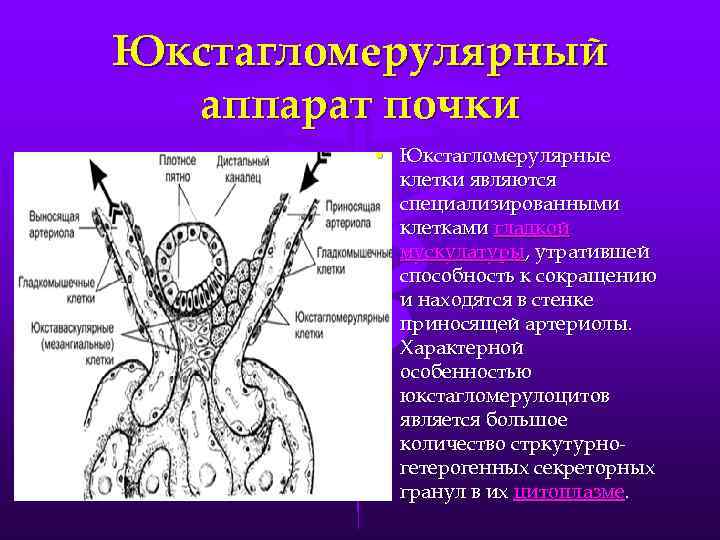 Схема регуляции водно солевого обмена в организме