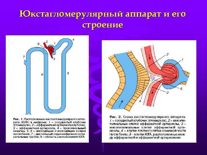 Юкстагломерулярный аппарат и его строение 