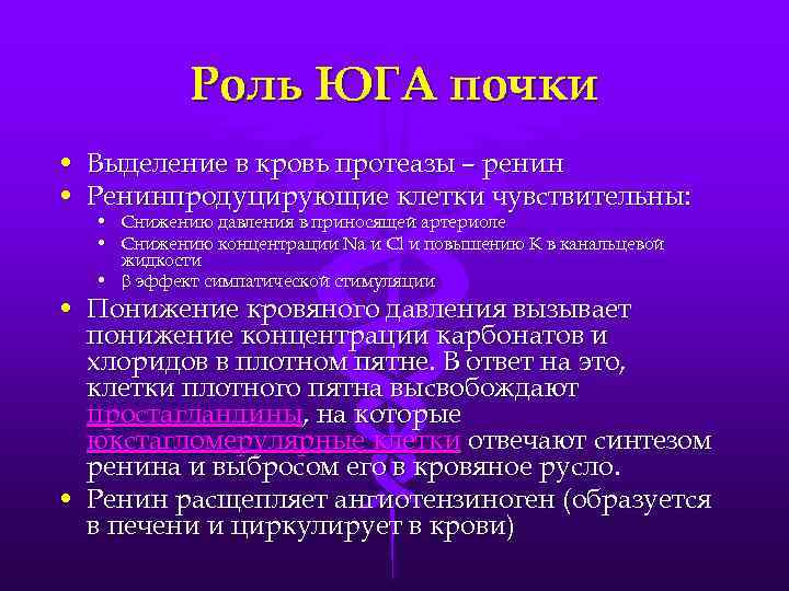 Роль ЮГА почки • Выделение в кровь протеазы – ренин • Ренинпродуцирующие клетки чувствительны: