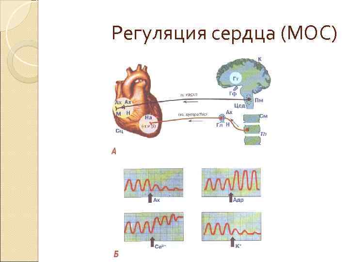 Регуляция сердца (МОС) 