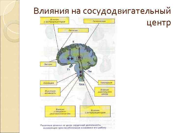 Продолговатый мозг нервные центры регуляции. Депрессорный отдел сосудодвигательного центра продолговатого мозга. Уровни регуляции сосудодвигательного центра. Структура сосудодвигательного центра. Сосудодвигательный центр схема.