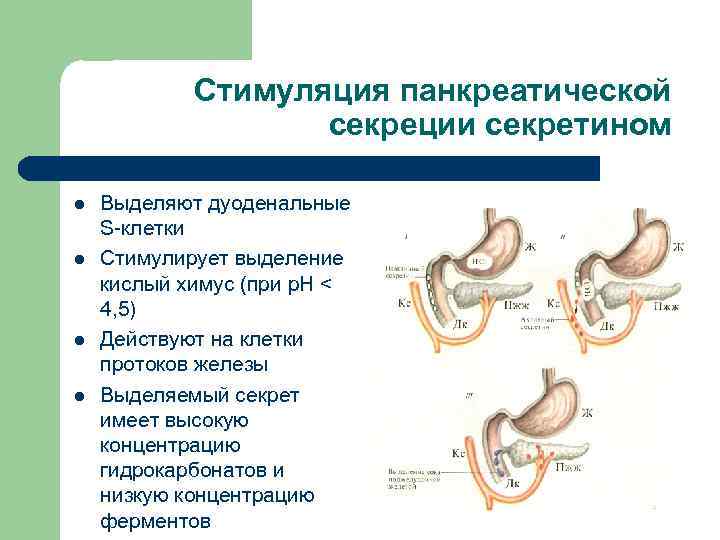 Стимуляция панкреатической секреции секретином l l Выделяют дуоденальные S-клетки Стимулирует выделение кислый химус (при