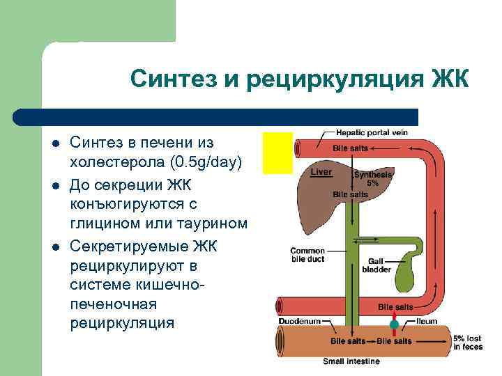 Синтез в печени