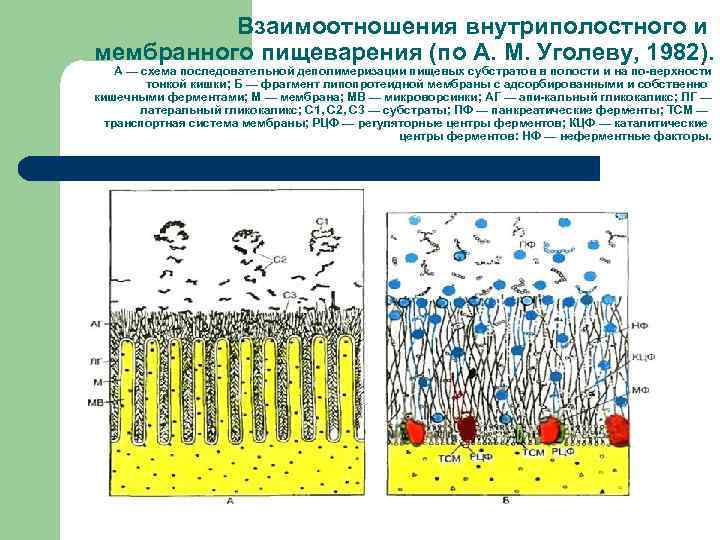 Пристеночное пищеварение это. Мембранное пищеварение схема. Уголев пристеночное пищеварение. Полостное пищеварение схема. Мембранное пищеварение это физиология.