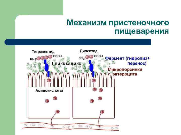 Пристеночное пищеварение это